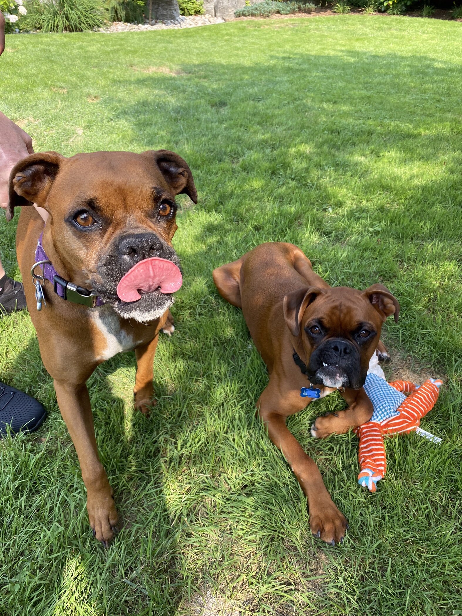 Jimmy and Hope basking in the sun