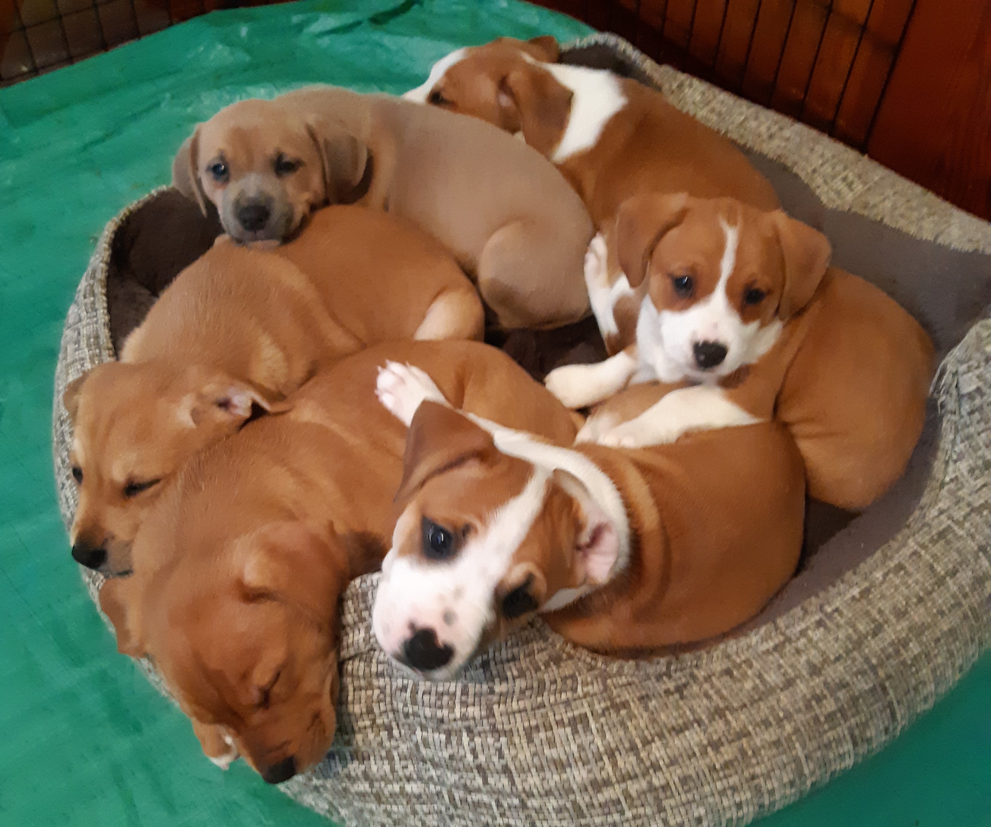 Lady's puppies