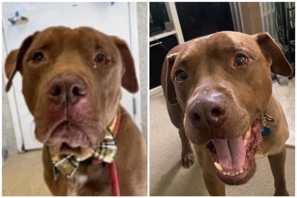 Opie before and after