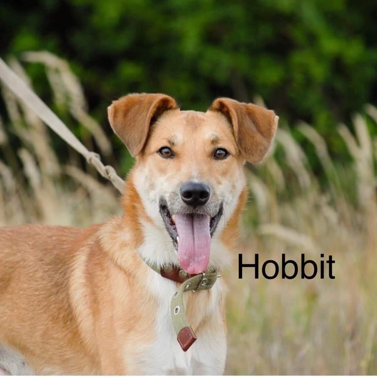 Hobbit_photo