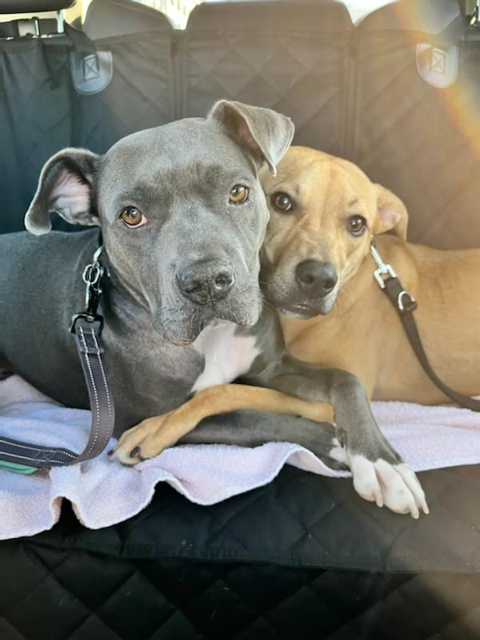 Nyla And Gizmo, Niagara Dog Rescue