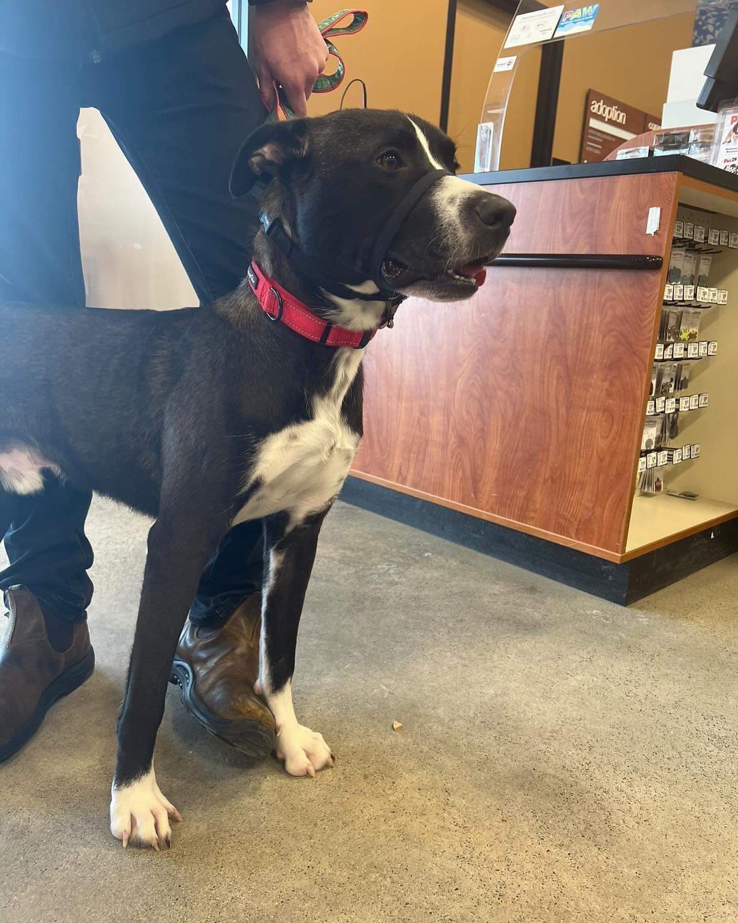 Puppy at Petsmart